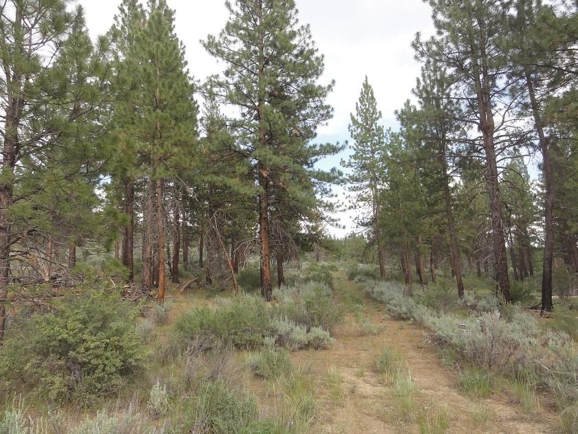 2.32 Acres for Sale in Sprague River, Oregon