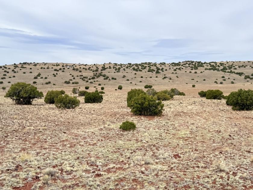1.02 Acres for Sale in Concho, Arizona