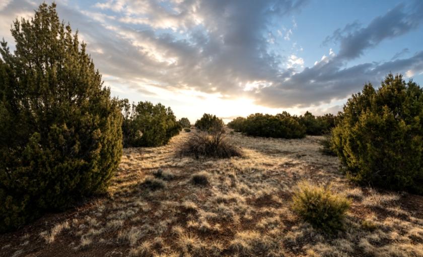 1.16 Acres for Sale in Concho, Arizona