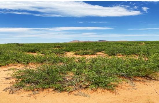 4.65 Acres for Sale in Gage, New Mexico