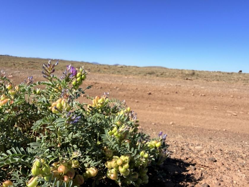 2 Acres for Sale in Apache, Arizona