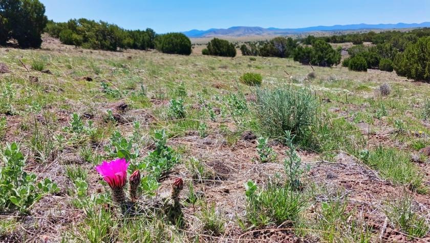 1.3 Acres for Sale in Concho, Arizona