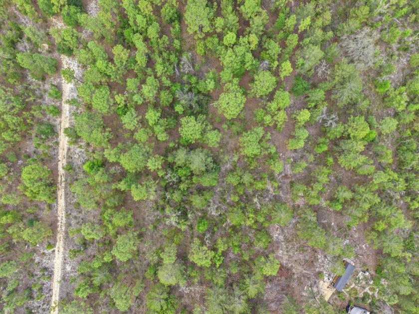 0.6 Acres for Sale in Hawthorne, Florida