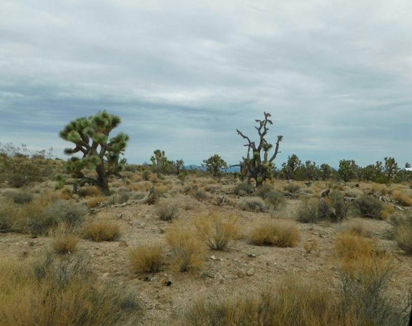 1.25 Acres for Sale in Meadview, Arizona