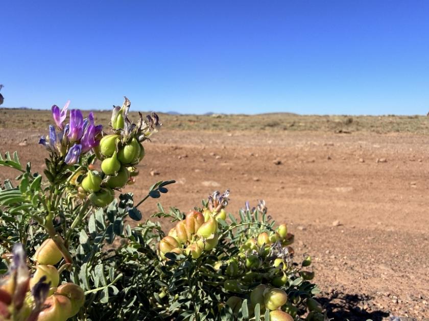2 Acres for Sale in Concho, Arizona