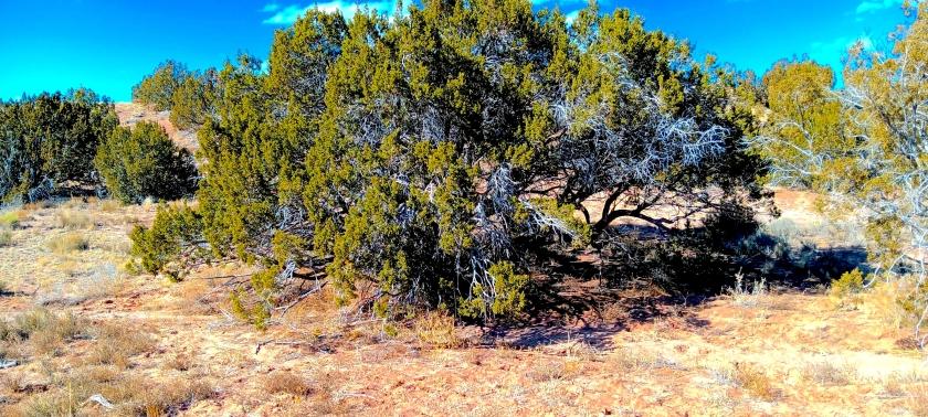 2 Acres for Sale in Sanders, Arizona
