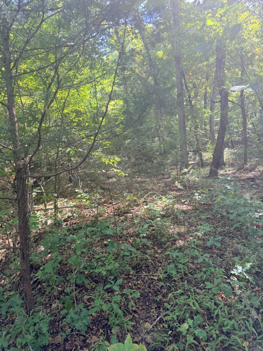 0.34 Acres for Sale in Williford, Arkansas