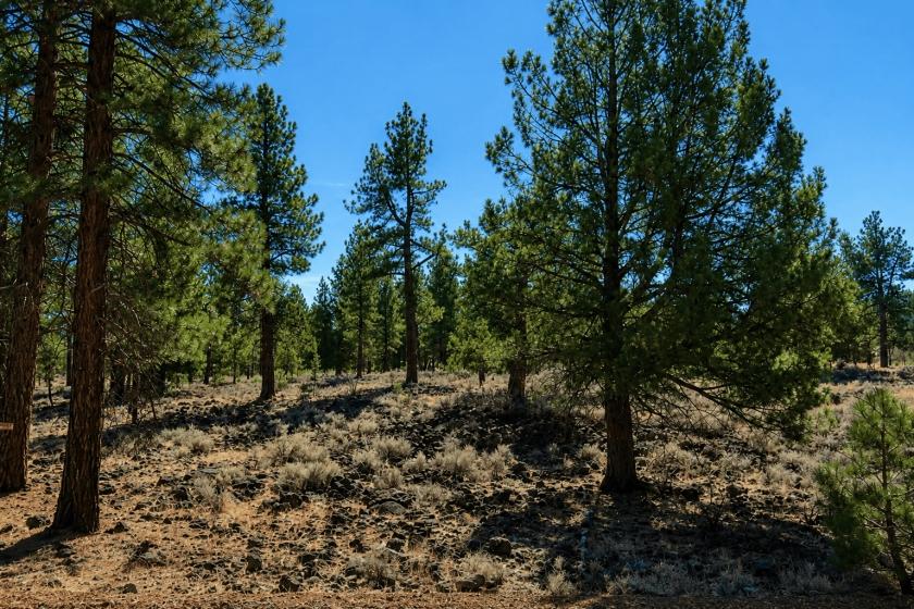 0.28-Acre Residential Land for Sale in Susanville, CA - $15,000 | Owner Financing