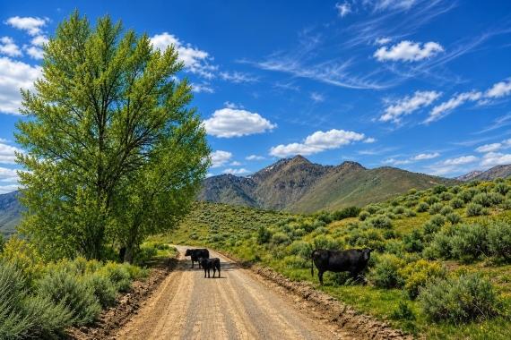 Lovelock (Owner Finance $699.00 a month & No Credit Check), NV Land for Sale: 124 Acres with Owner Financing Available