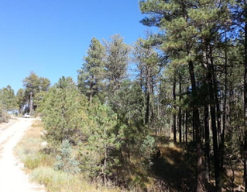 0.55 Acres for Sale in Timberon, New Mexico