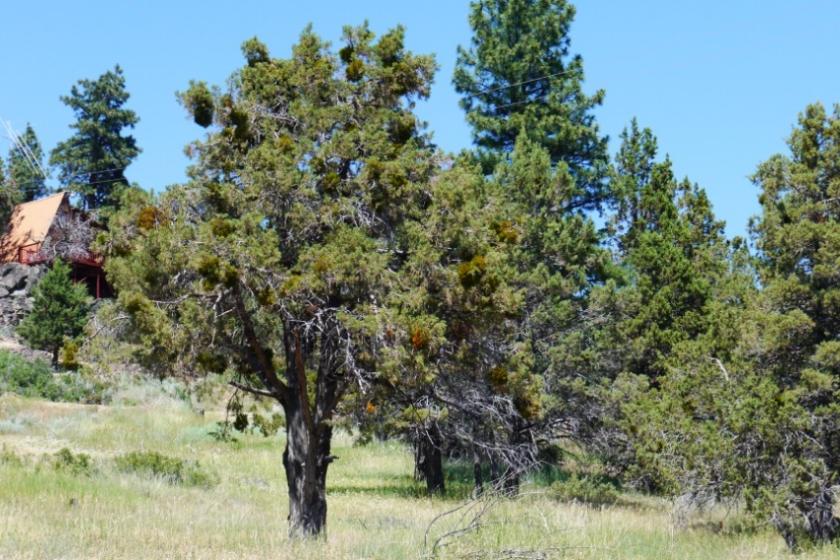 2.30 Acres for Sale in Bonanza, Oregon