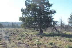 8.75-Acre Residential Land for Sale in Chiloquin, OR - $700 Down, $330/mo Owner Financing