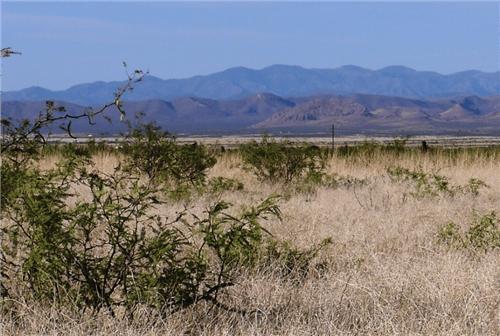 0.32-Acre Residential Land for Sale in Douglas, AZ - $121 Down, $49/mo Owner Financing